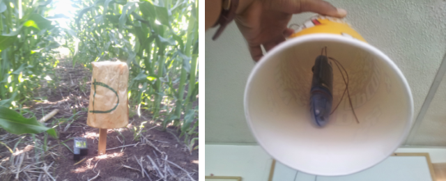 microlite application microlite application